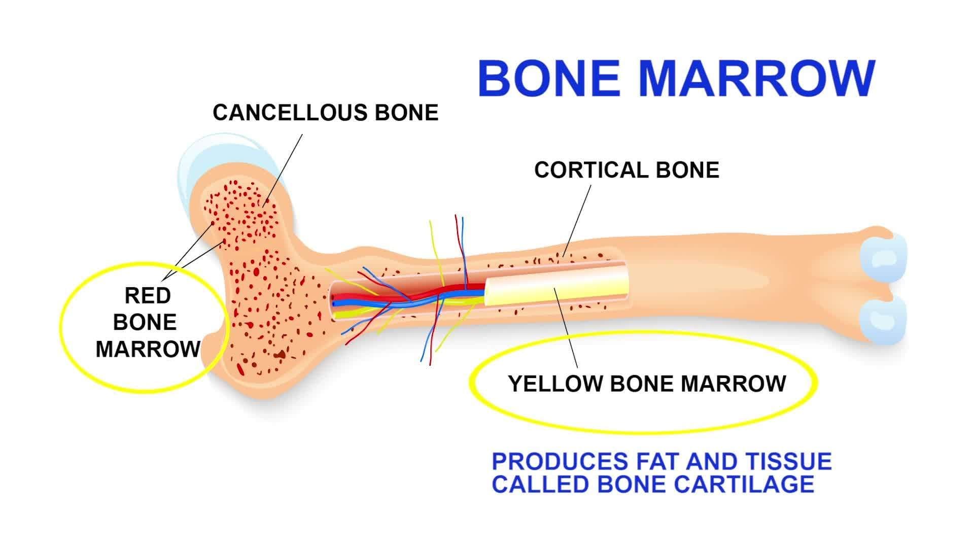 Science Kids: All About The Human Skeletal and Muscular Systems