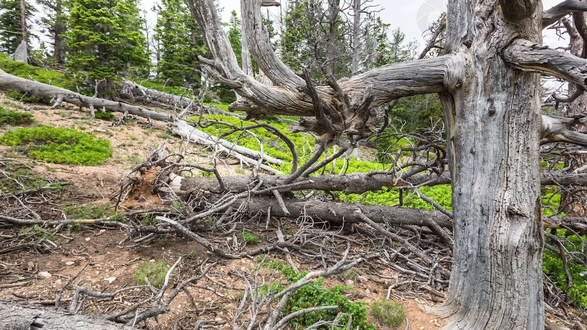 Social Studies Kids: Climate Change and Fires