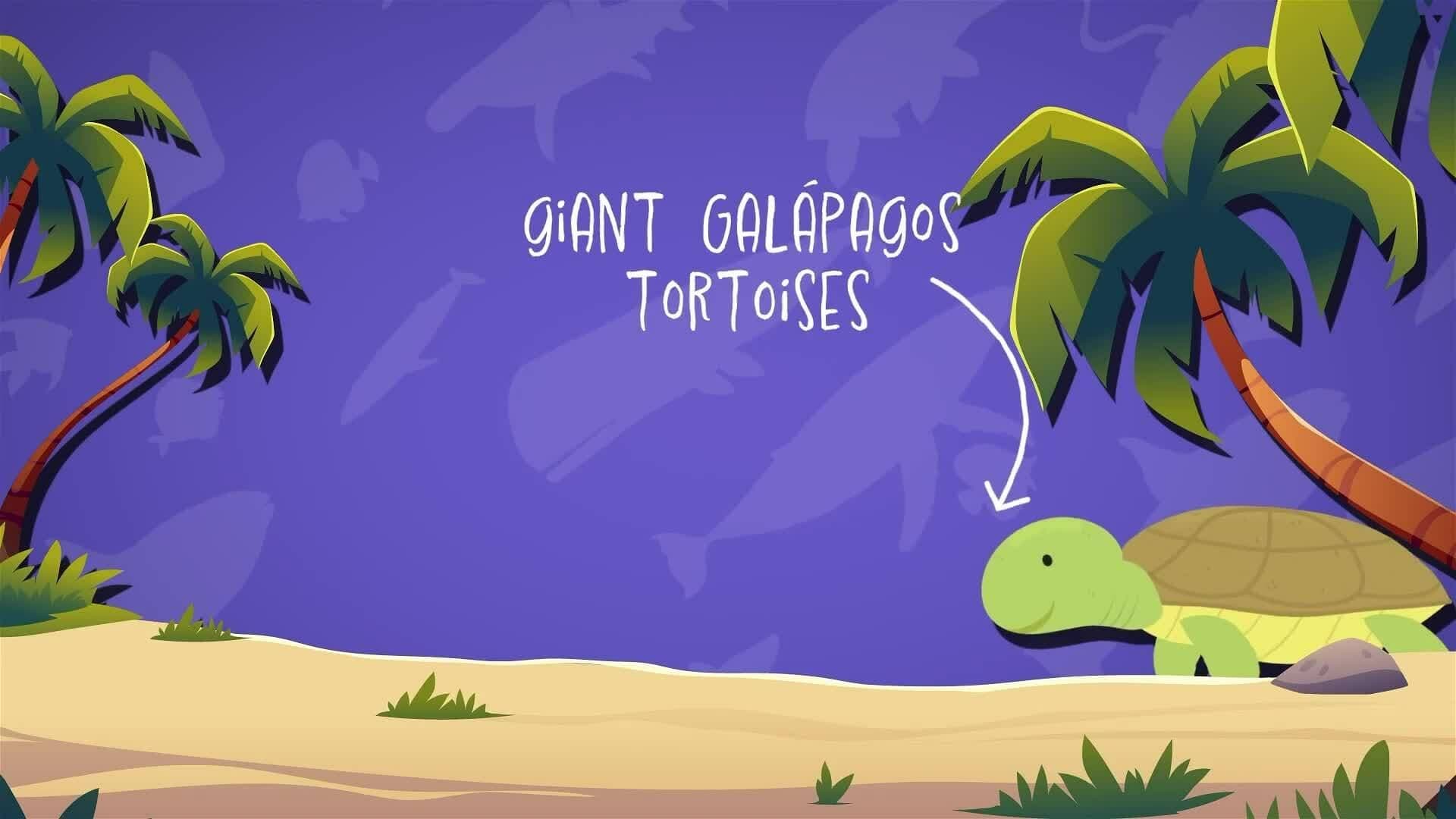 I WONDER - What Animals Live In The Galapagos Islands?