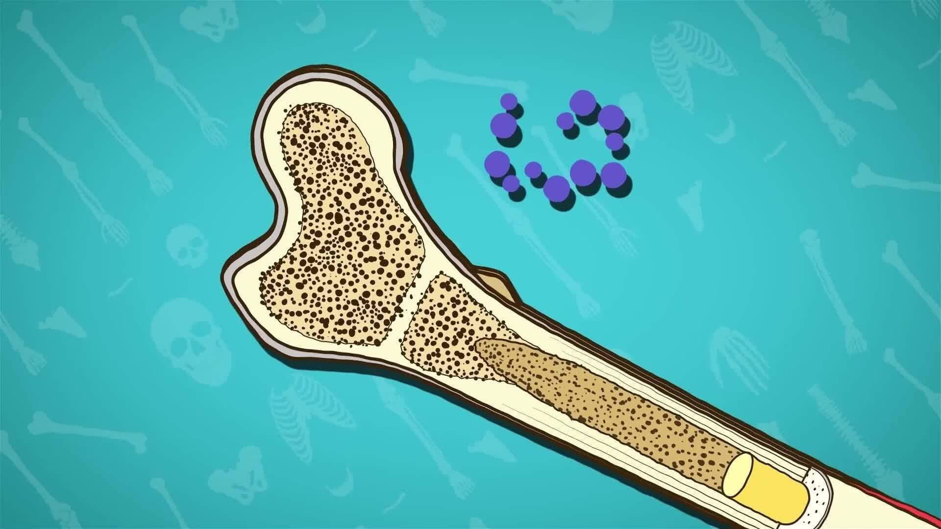 I WONDER - What Are The Different Parts Of Bones?