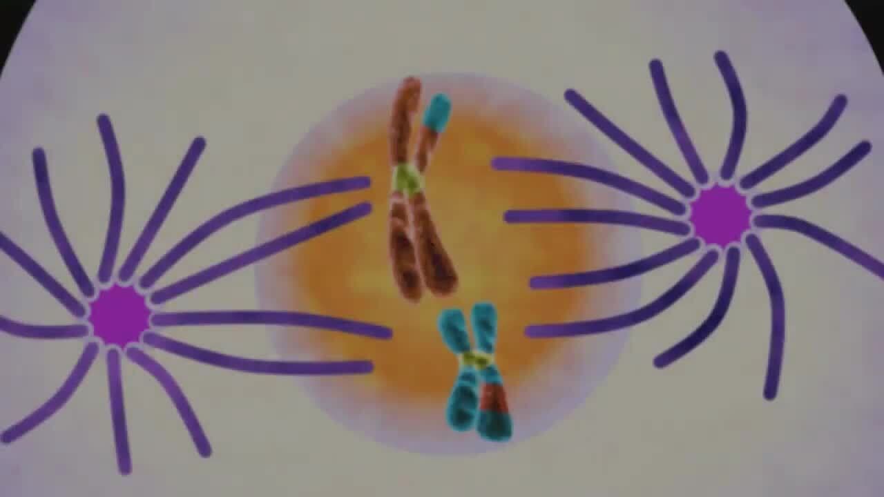 Reproduction and Species Continuity: Cell Division in the Fifth Phase of Meiosis